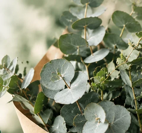 Choosing eucalyptus foliage for professional floristry