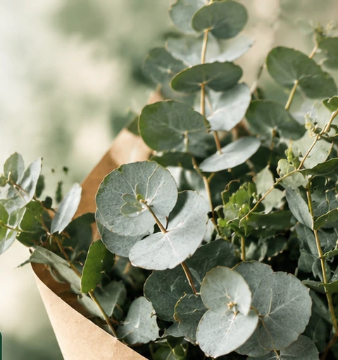 Choosing eucalyptus foliage for professional floristry